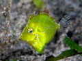   Diamond Filefish juvenile 20 ft front Anilao City Pier night. night  